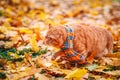 Beautiful Red british Cat with Yellow Eyes n a blue scarf Outdoor. Autumn cat in yellow leaves. Royalty Free Stock Photo