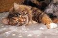 beautiful red brown cat sleeping on the couch Royalty Free Stock Photo