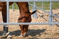 Beautiful red-brown horse head in a metal grid box digging in the wood chip floor with his nose Royalty Free Stock Photo