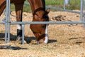 Beautiful red-brown horse in a metal horsebox, head lowered to the ground to eat hay, black bridle on the left side of the picture Royalty Free Stock Photo