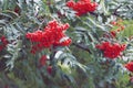 Beautiful red brush of mountain ash after rain drops on foliage Royalty Free Stock Photo