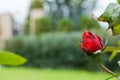 Beautiful red bud rose in the garden with rain drops, selective focus Royalty Free Stock Photo