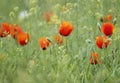 red buds of poppies flowers in a green spring field Royalty Free Stock Photo