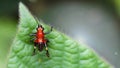 Photo macro of a cute red and black colorful locust on a leaf. Small and fragile insect 