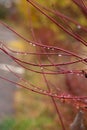 Beautiful red bush after rain. Red branches covered with water drops, without leaves in November Royalty Free Stock Photo