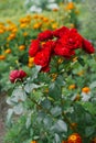 Beautiful red Bush rose flowers grow in the garden in summer Royalty Free Stock Photo