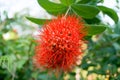 Beautiful red bush willow have long pollen from small flower. Royalty Free Stock Photo