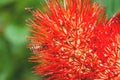 Beautiful of Red bush willow or Thai powder puff flower Royalty Free Stock Photo