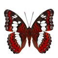 Beautiful red butterfly, Common Commander (moduza procris) under