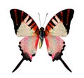 Beautiful Red Butterfly isolated on white background Royalty Free Stock Photo