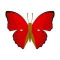 Butterfly with beautiful ornamental red wings. Vector illustration. Royalty Free Stock Photo