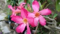 Beautiful red Cambodian adenium flowers exposed to morning dew