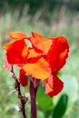 Beautiful Red canna flower close-up shot Royalty Free Stock Photo