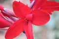 Beautiful red Canna indica flower blooming in morning Royalty Free Stock Photo