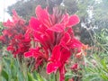 Beautiful red canna lily flower blossoming in the garden Royalty Free Stock Photo