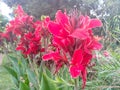 Beautiful red canna lily flower blossoming in the garden Royalty Free Stock Photo