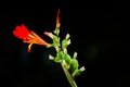 Beautiful Red canna lily flowers on its branch in a spring season at a botanical garden isolated on black background. Royalty Free Stock Photo