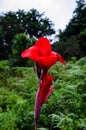 Beautiful Red Canna Lily in a forest Royalty Free Stock Photo