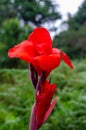 Beautiful Red Canna Lily in a forest Royalty Free Stock Photo