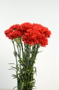 Beautiful red carnation flower isolated on white background Royalty Free Stock Photo