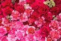 Beautiful red carnation flowers background. Red and pink flowers. Top view Royalty Free Stock Photo
