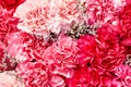 Beautiful red carnation flowers background. Red and pink flowers. Top view Royalty Free Stock Photo