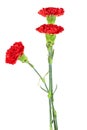 Beautiful red carnation flowers isolated on white background Royalty Free Stock Photo