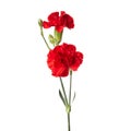 Beautiful red carnation flowers isolated on white background Royalty Free Stock Photo