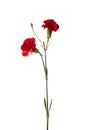 Beautiful red carnation flowers isolated on white background Royalty Free Stock Photo