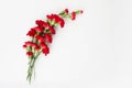 Beautiful red carnation flowers isolated on white background Royalty Free Stock Photo