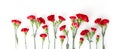 Beautiful red carnation flowers isolated on white background Royalty Free Stock Photo