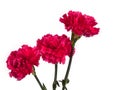 Beautiful red carnation flowers isolated on white background Royalty Free Stock Photo