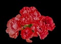 Beautiful Red carnations in a bunch back back ground. Royalty Free Stock Photo