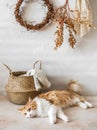 Beautiful red cat, basket with a blanket, handmade vine wreath on the wall in the hallway. Simple home interior Royalty Free Stock Photo