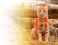 Beautiful Red Cat bobtail hunts in the forest Royalty Free Stock Photo