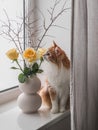 A beautiful red cat and a bouquet of yellow roses and dry branches on the windowsill Royalty Free Stock Photo