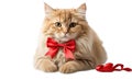 Beautiful red cat with bow isolated white background fun fluffy domestic friendly
