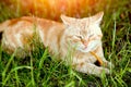 Beautiful red cat close-up lies on  grass on a hot summer day. Pets animals and nature Royalty Free Stock Photo