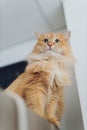 Beautiful red cat in focus. Cat`s eye. Royalty Free Stock Photo