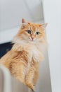 Beautiful red cat in focus. Cat`s eye. Royalty Free Stock Photo