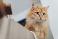 Beautiful red cat in focus. Cat`s eye. Royalty Free Stock Photo