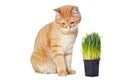 Beautiful red cat and green grass Royalty Free Stock Photo