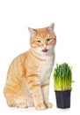 Beautiful red cat and green grass Royalty Free Stock Photo