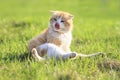 Beautiful red cat on a green meadow washes paws