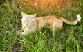 Beautiful red cat lies on green grass on a summer day. Pets animals and nature Royalty Free Stock Photo