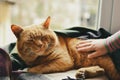 Beautiful red cat lies on the window. Ginger cute cat and a blanket. A child stroking a cat