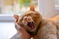 A beautiful red cat lies on a windowsill on a sunny day and yawns. Girl strokes the cat. Close-up. The pet is resting at home.