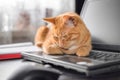 A beautiful red cat is lying on a laptop keyboard Royalty Free Stock Photo