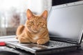 A beautiful red cat is lying on a laptop keyboard Royalty Free Stock Photo