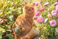 Beautiful red cat outdoor nature in garden with flowers Royalty Free Stock Photo